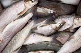 Lake Whitefish