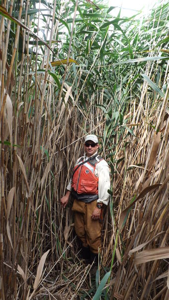 Dr. Kurt Kowalski in a Tall Phragmites Stand