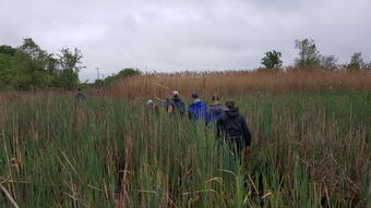 phragmites collaborative