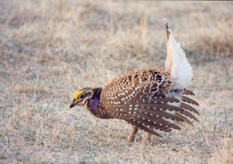 Photo of sharp-tailed grouse
