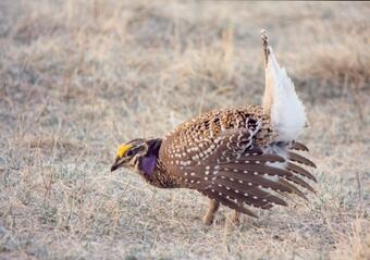 Photo of sharp-tailed grouse 