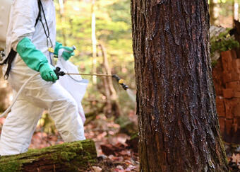 color photo of spraying for wooly adelgid