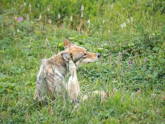 Grey Wolf