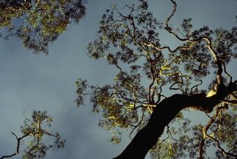 View of a koa tree canopy from below