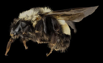 Endangered Rusty Patched Bumblebee (Bumbus affinis)