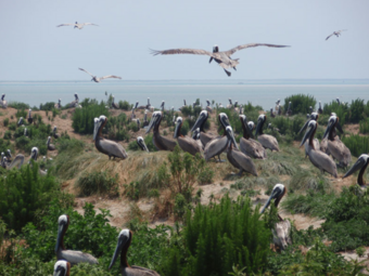 Brown Pelican