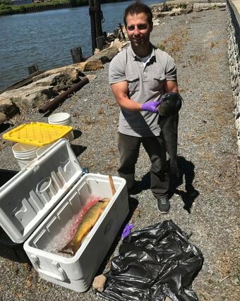 NYSDEC Staffer holding a catfish caught on the Buffalo River Area of concern