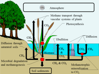 diagram that demonstrates wetland CH4 and CO2 transport and emission pathways