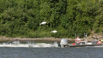 Two fish jumping out of water just behind a motorboat