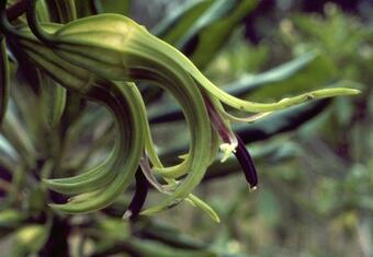 Close-up of Clermontia hawaiiensis