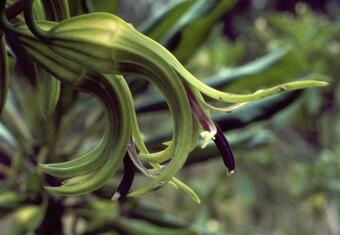 Close-up of Clermontia hawaiiensis 