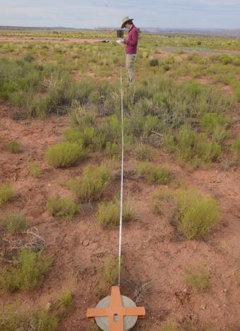 Intern works with USGS to measure species composition of recovering shrubs along a perennial transect