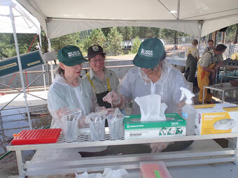 Taking kidney samples from adult female Chinook salmon