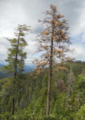 WERC dead tree in Whiskeytown National Recreational Area