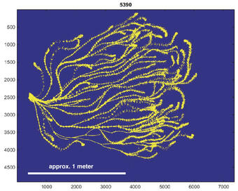 Image of a plant with many long, sinuous stalks and tiny leaves and scale bars to show how large it measures.