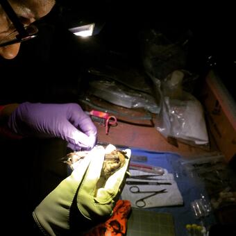 Technician examines a Hawaiian hoary bat by headlamp light