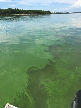 Harmful algal blooms turn water in Milford Lake emerald green