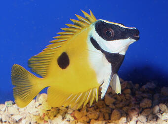 Blotched Foxface Fish Found in Florida Waters | U.S. Geological Survey