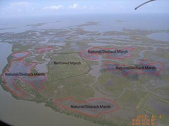 Dieback along the Northern Gulf