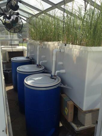 Controlled greenhouse experiments manipulating the marsh elevation and flood duration