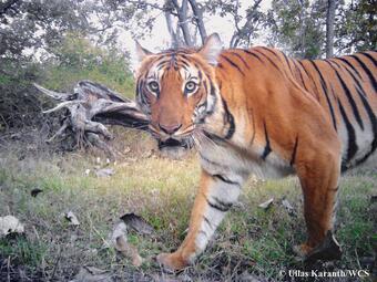 Tiger caught in camera-trap survey