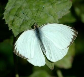 Great Southern White Butterfly (Ascia monuste)