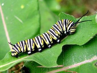 Monarch larva