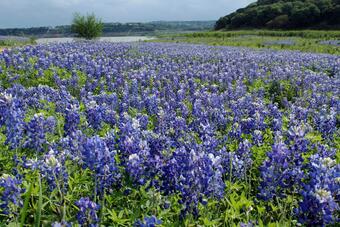 Blue bonnets, outside of Austin, Texas