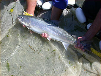 Anadromous bull trout