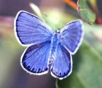 The Karner blue butterfly is a native pollinator that was listed as an endangered species in 1992. Recently this spring, there w