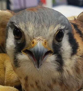 American kestrel