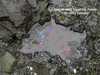 Lingering oil in the sediments of Knight Island