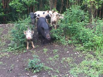 Feral pigs approach out of the forest, Hilo Hawaii.