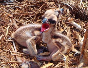 two newly-hatched osprey chicks in the nest