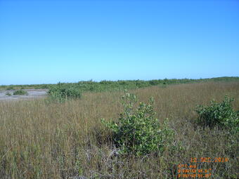 Mangroves on Whiskey Island, Louisiana