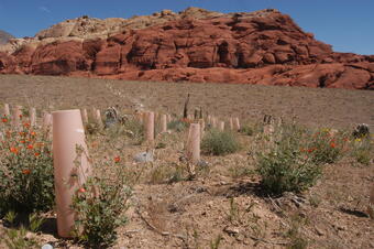 WERC Cones protect seedlings of the native shrubs