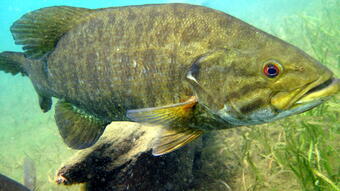 Smallmouth Bass Underwater