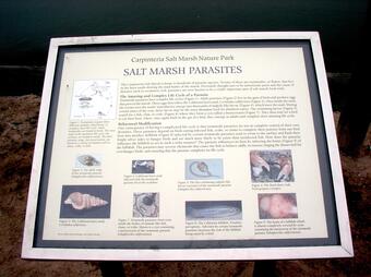 A snapshot of an interactive display of salt marsh parasites in Carpinteria Salt Marsh Nature Park.