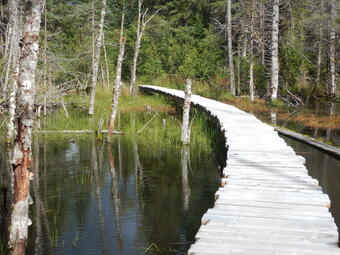 Unnamed stream and beaver pond in the Taiya River floodplain