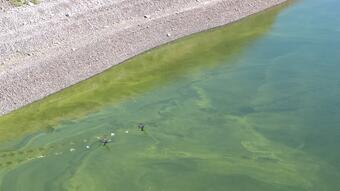 From a birds eye view, still, bright-green water, indicating the presence of a harmful algal bloom.