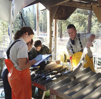 Recording data for female spring Chinook salmon