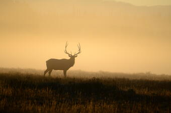 Bull elk in Grand Teton National Park, Wyoming.