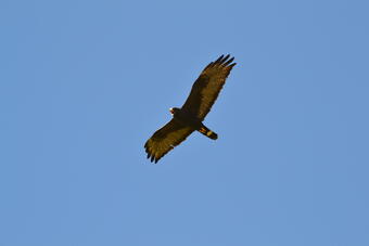 A Zone-tailed Hawk in flight.