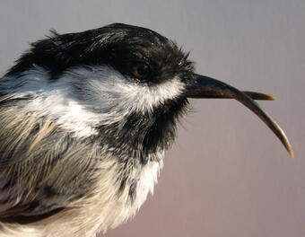 Black-capped chickadee with beak deformity
