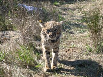 Bobcat with radio collar WERC