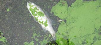 Cyanobacterial Accumulation at Binder Lake, Iowa