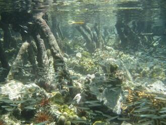 Tropical ecosystems, including coral reefs, mangroves, and seagrass beds