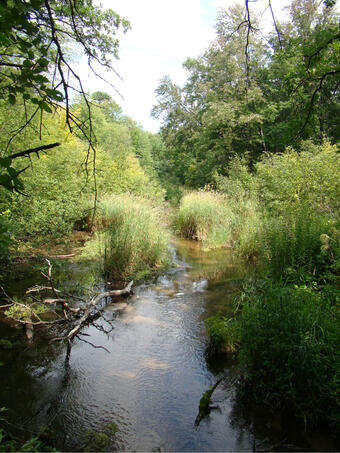 Photo of the Little Plover River, Wis.