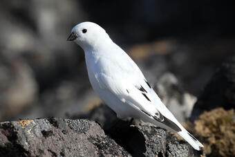 A male McKay's Bunting songbird sitting on a rock