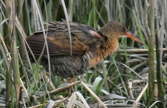 WERC Ridgway's rail marked to track movement